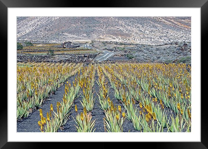 Aloe Vera Plantation, Lanzarote Framed Mounted Print by Tony Murtagh