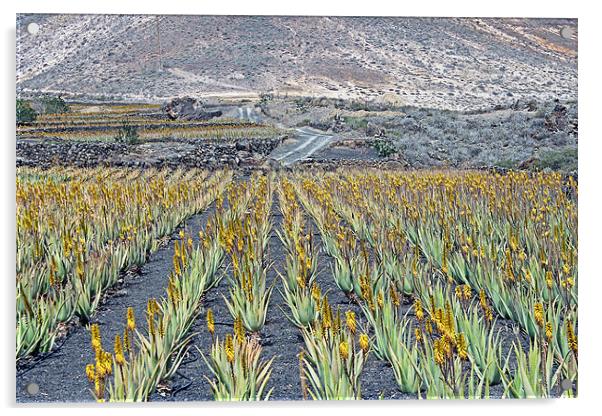 Aloe Vera Plantation, Lanzarote Acrylic by Tony Murtagh
