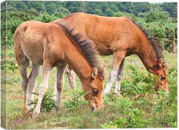 New Forest Ponies Canvas Print by Gillian Oprey