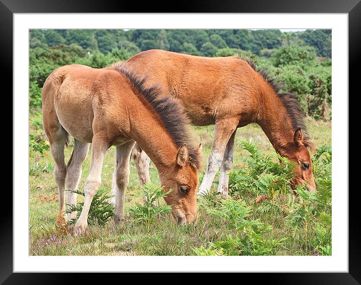 New Forest Ponies Framed Mounted Print by Gillian Oprey