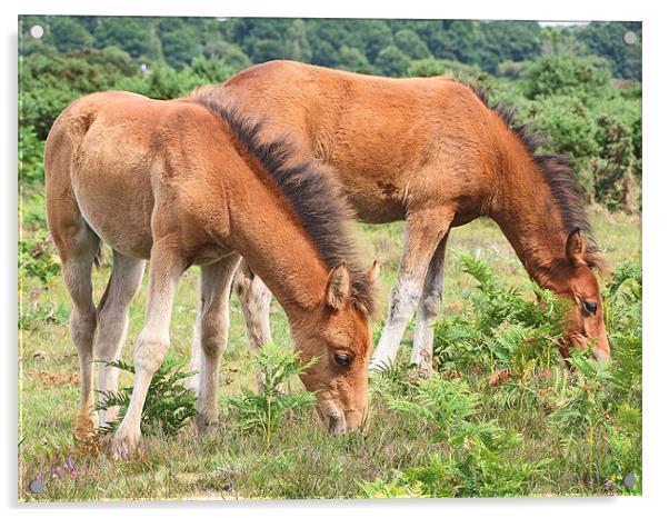 New Forest Ponies Acrylic by Gillian Oprey