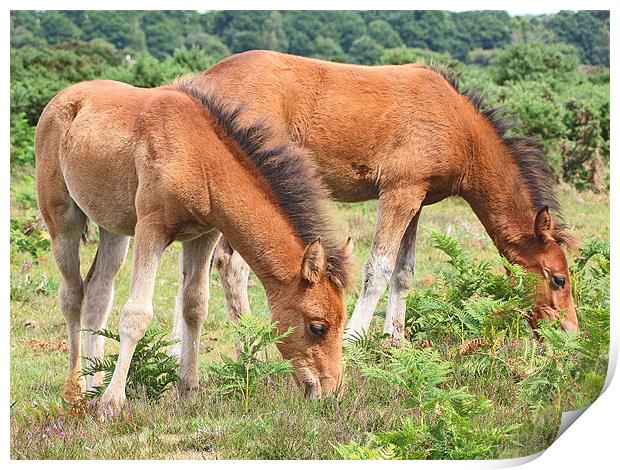 New Forest Ponies Print by Gillian Oprey