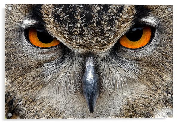 Eagle Owl Acrylic by Magdalena Kniecicka