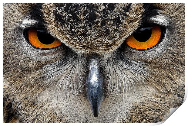 Eagle Owl Print by Magdalena Kniecicka