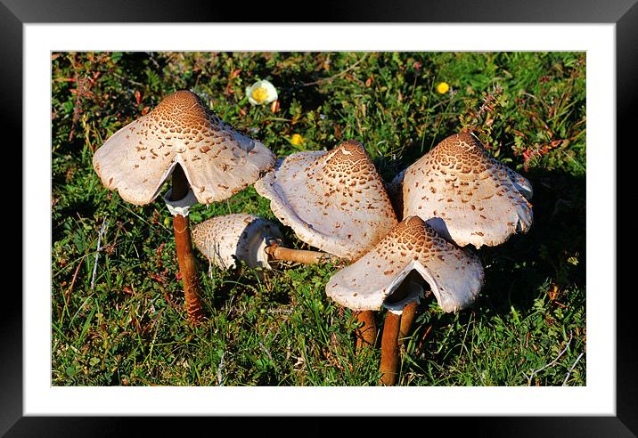 Wild Mushrooms Framed Mounted Print by Julie Ormiston