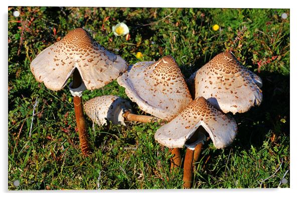 Wild Mushrooms Acrylic by Julie Ormiston