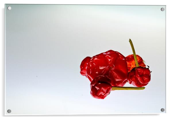 Habanero Chili Acrylic by Kim Vetten