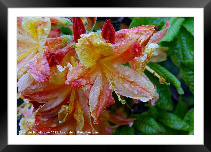 after the rain Framed Mounted Print by linda cook