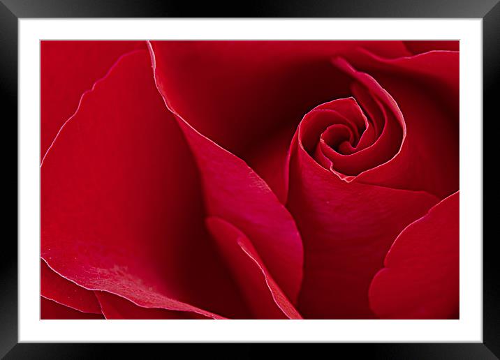 Red Red Rose Framed Mounted Print by David Merrifield
