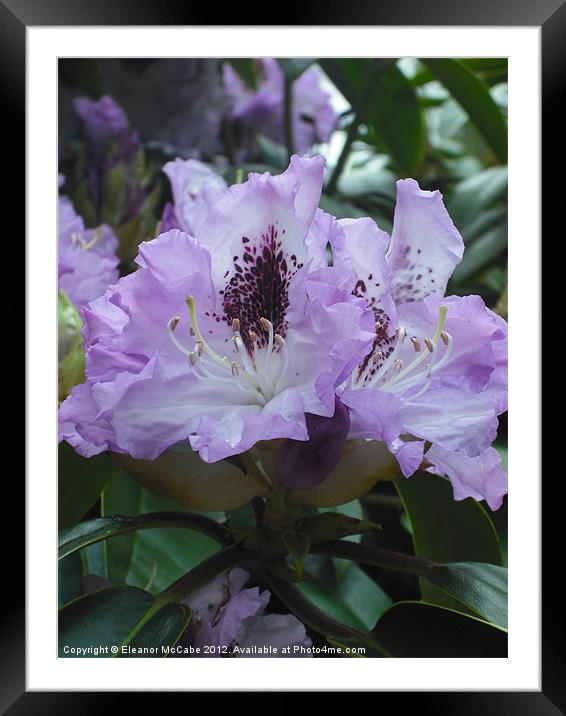 Puzzle of Lilac Framed Mounted Print by Eleanor McCabe