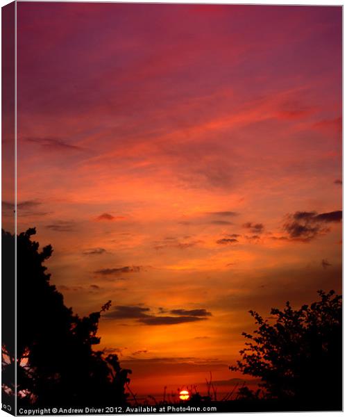 Sunset hedge Canvas Print by Andrew Driver
