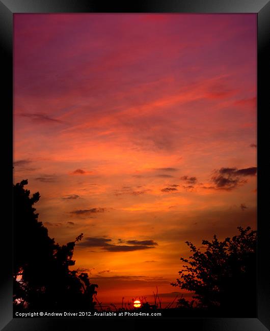 Sunset hedge Framed Print by Andrew Driver