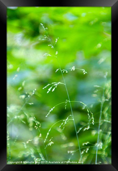 Delicate Grass Framed Print by Michelle Orai