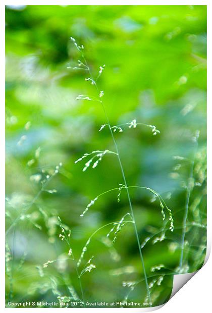 Delicate Grass Print by Michelle Orai
