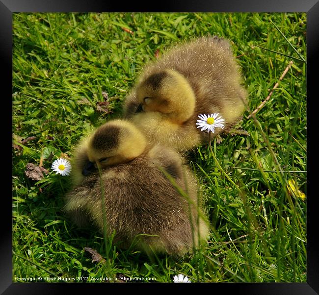 Sleeping Duckings Framed Print by Steve Hughes