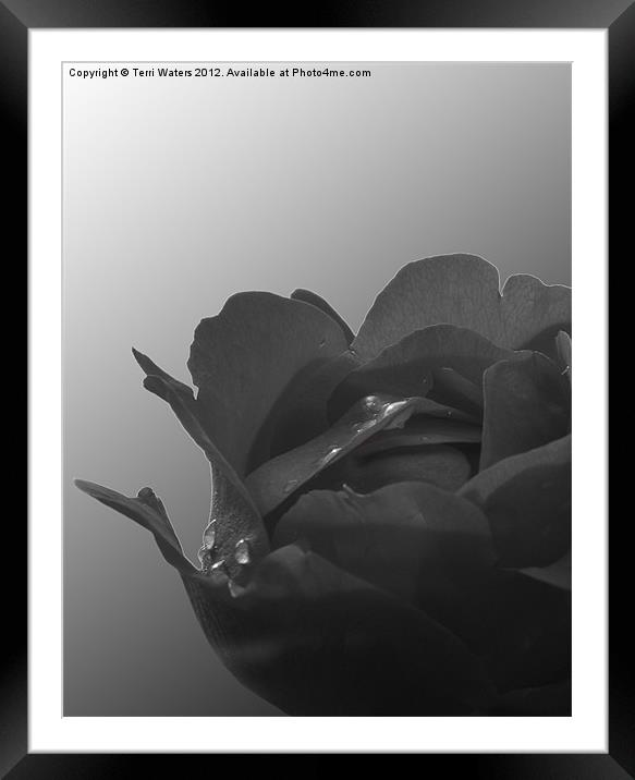 Black rose Framed Mounted Print by Terri Waters