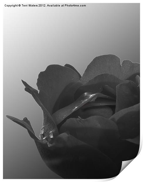 Black rose Print by Terri Waters