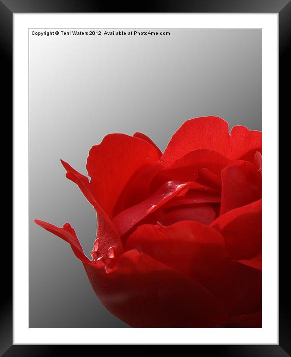 Red rose on a black and white background Framed Mounted Print by Terri Waters