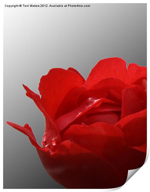 Red rose on a black and white background Print by Terri Waters