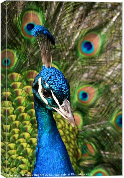 Peacock showing off Canvas Print by Steve Hughes