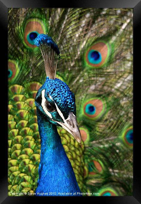 Peacock showing off Framed Print by Steve Hughes