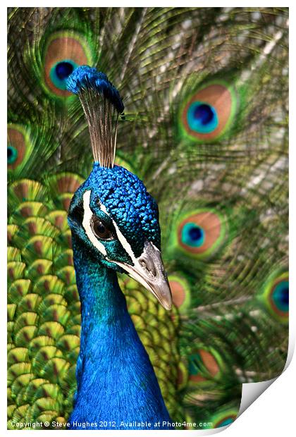 Peacock showing off Print by Steve Hughes