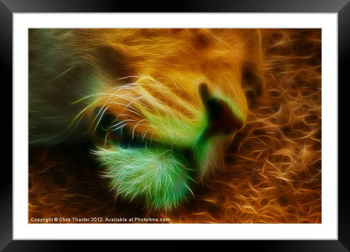 Sleeping Male Lion 2 Framed Mounted Print by Chris Thaxter