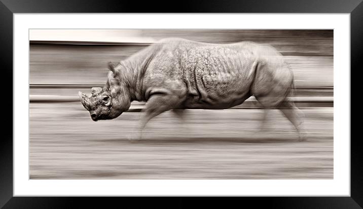 Black Rhino the Unstoppable Force Framed Mounted Print by Celtic Origins