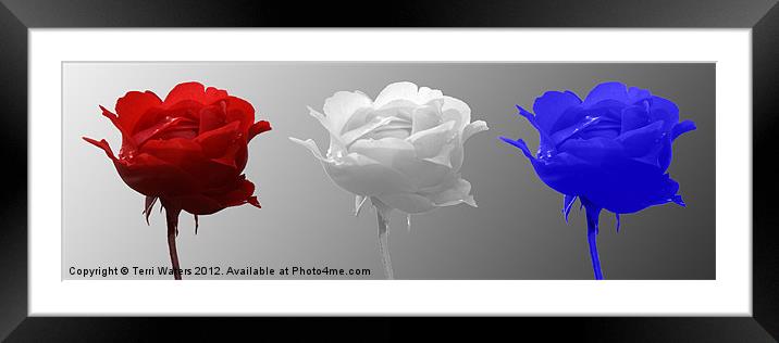 Patriotic Roses Framed Mounted Print by Terri Waters