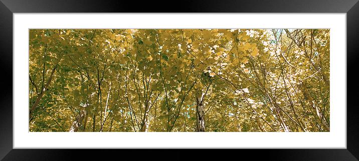 Birch in the sunlight 1 Framed Mounted Print by Kevin Dobie