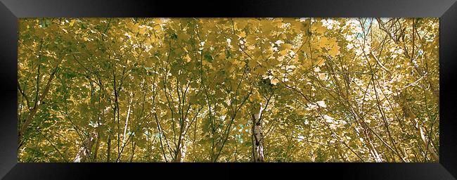Birch in the sunlight 1 Framed Print by Kevin Dobie