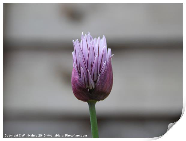 Chive Flower Print by Will Holme
