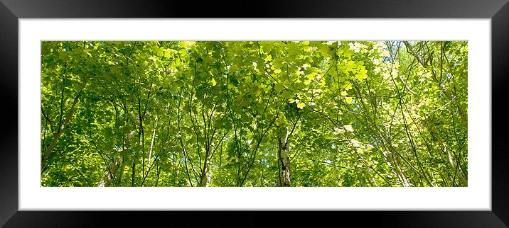 Birch on a bright day. Framed Mounted Print by Kevin Dobie