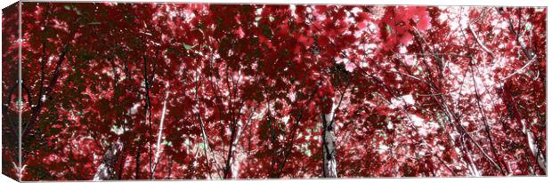 Birch in the sunlight 4 Canvas Print by Kevin Dobie