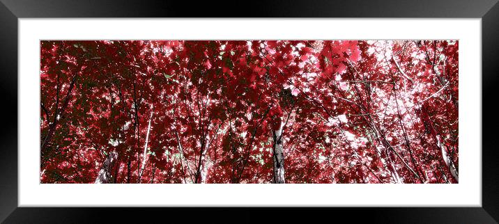 Birch in the sunlight 4 Framed Mounted Print by Kevin Dobie