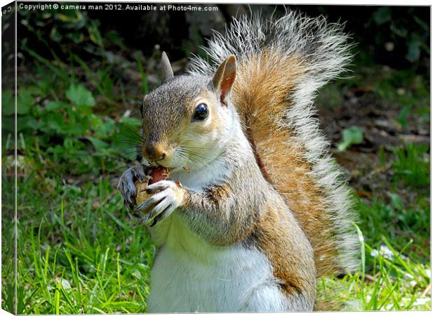Nutty Squirrel Canvas Print by camera man