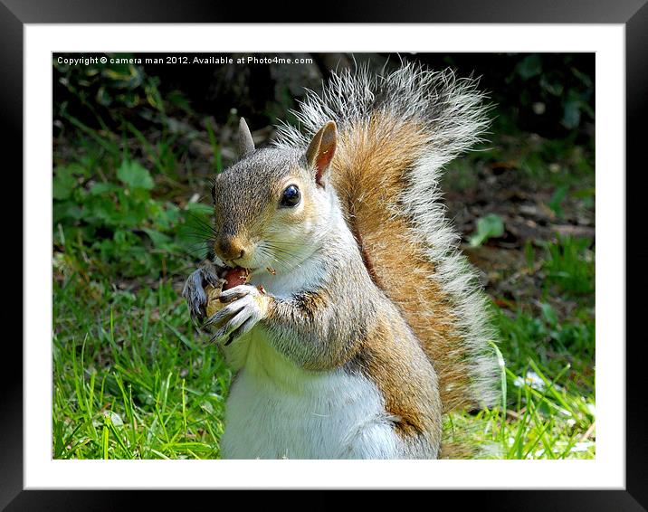 Nutty Squirrel Framed Mounted Print by camera man