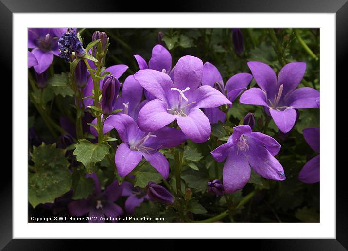 Purple Wallflowers Framed Mounted Print by Will Holme