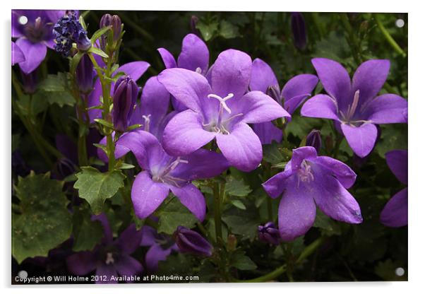 Purple Wallflowers Acrylic by Will Holme