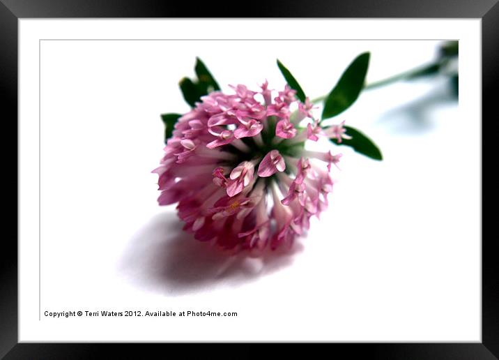 Wild Red Clover Flower Framed Mounted Print by Terri Waters