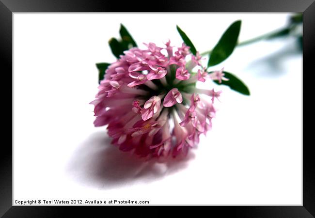 Wild Red Clover Flower Framed Print by Terri Waters
