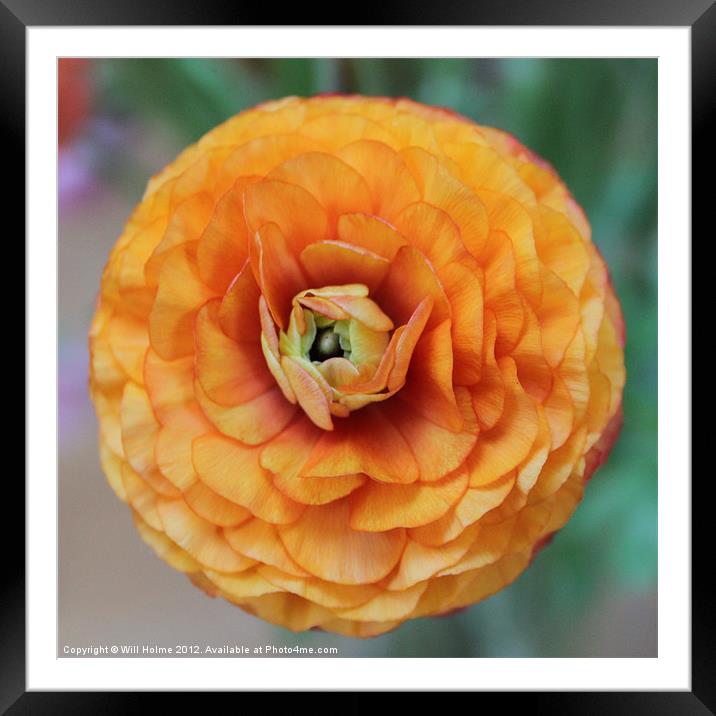 Orange Flower Framed Mounted Print by Will Holme
