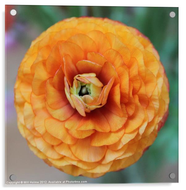 Orange Flower Acrylic by Will Holme