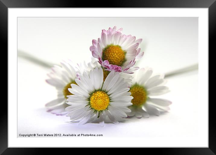 The Daisies Framed Mounted Print by Terri Waters