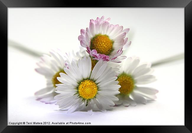 The Daisies Framed Print by Terri Waters
