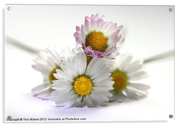 The Daisies Acrylic by Terri Waters