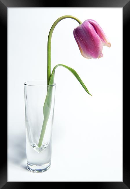 Pink Tulip Framed Print by Helen Northcott