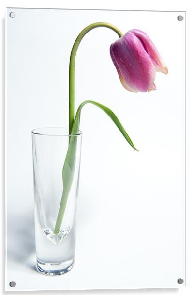 Pink Tulip Acrylic by Helen Northcott