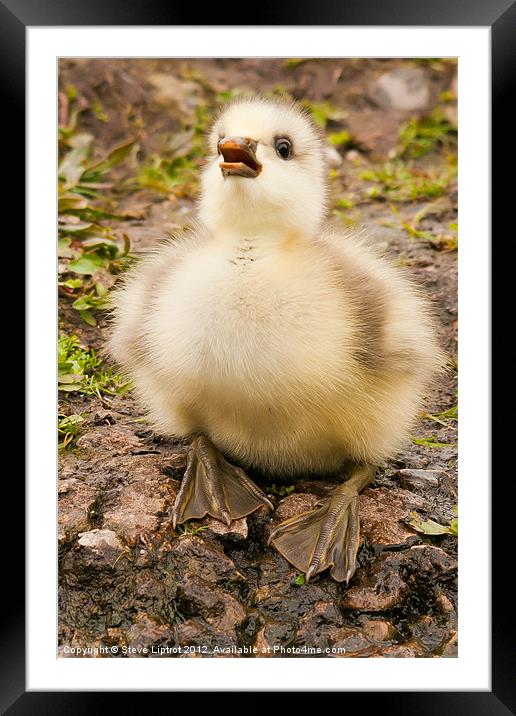 Bar-headed gosling Framed Mounted Print by Steve Liptrot