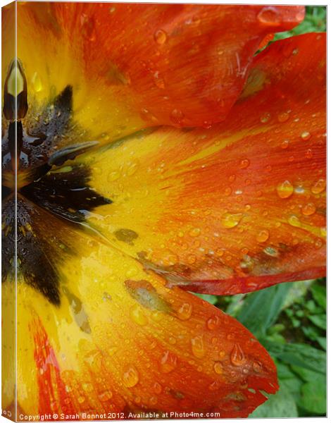 Tulip in the rain Canvas Print by Sarah Bonnot